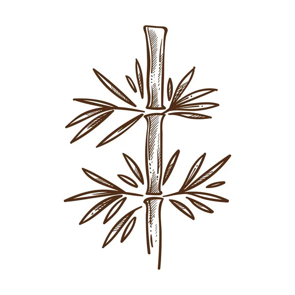 Janapese Traditionelle Pflanze Bambus Monochrome Skizze Umriss Hohe Holzige Pflanze — Stockvektor