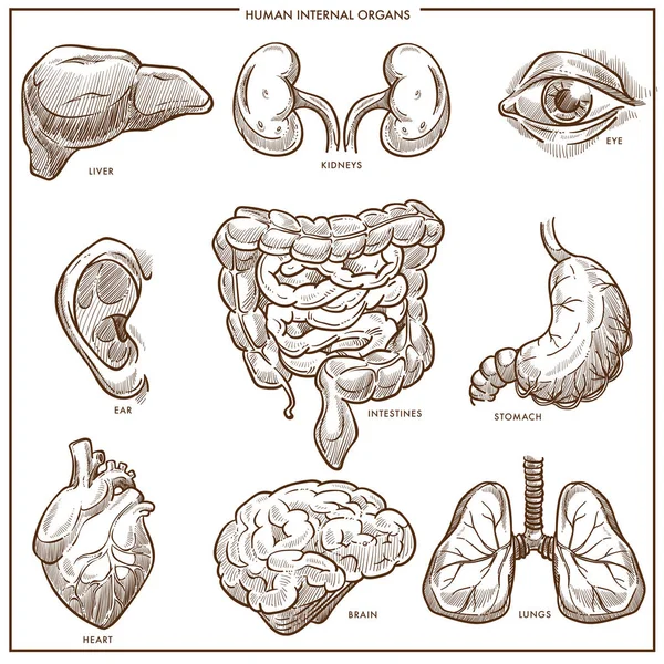 Vektorskizze Der Menschlichen Inneren Organe — Stockvektor