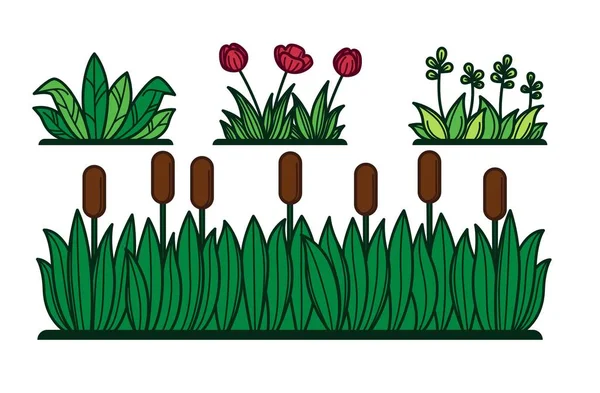 Groene Gras Bloemen Planten Reed — Stockvector