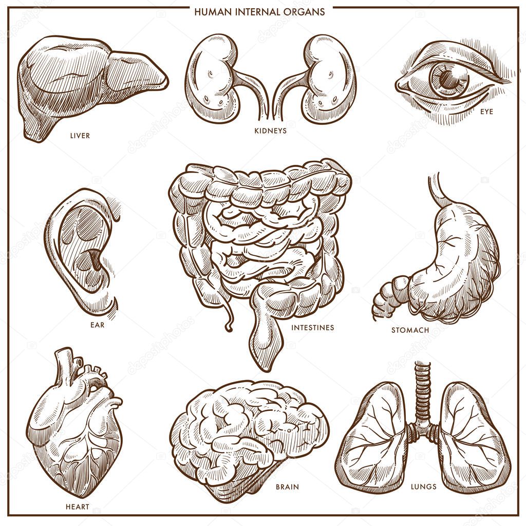 Human internal organs vector sketch.