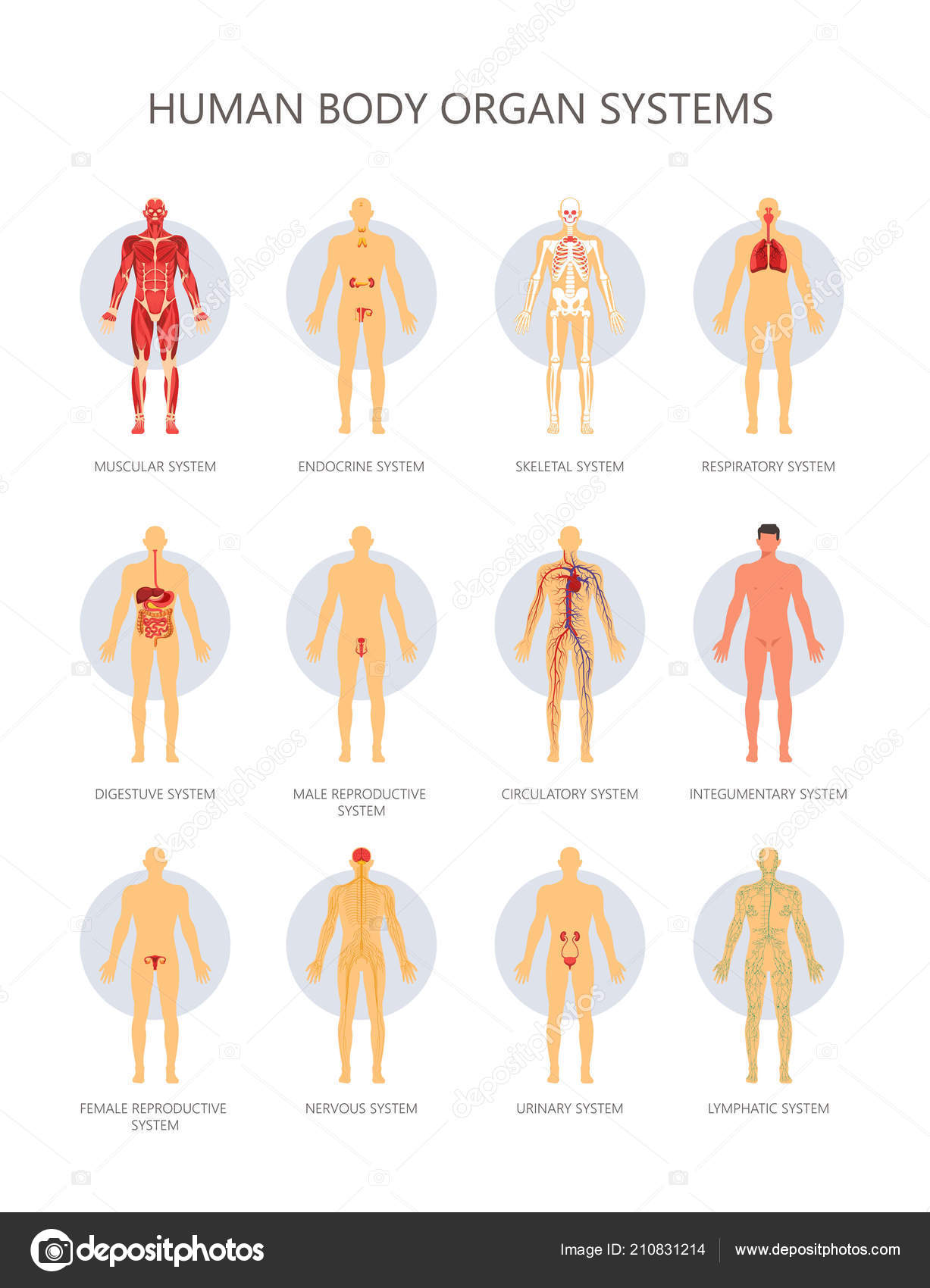 Biological Makeup Of The Human Body Biology Diagrams