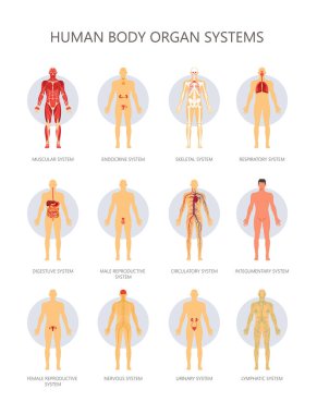 Human body biological organ systems medical infographic. Vector muscular, endocrine or skeletal and respiratory or reproductive and digestive male and female systems clipart