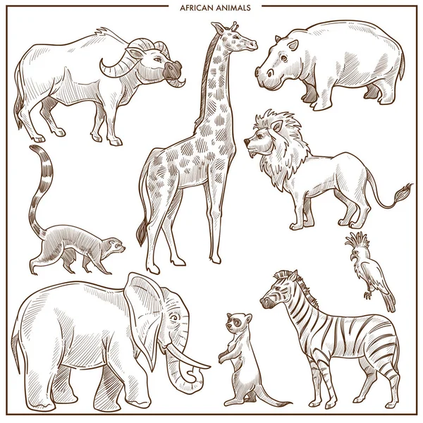 Esquisse Animaux Oiseaux Africains Buffle Isolé Vectoriel Girafe Hippopotame Lion — Image vectorielle