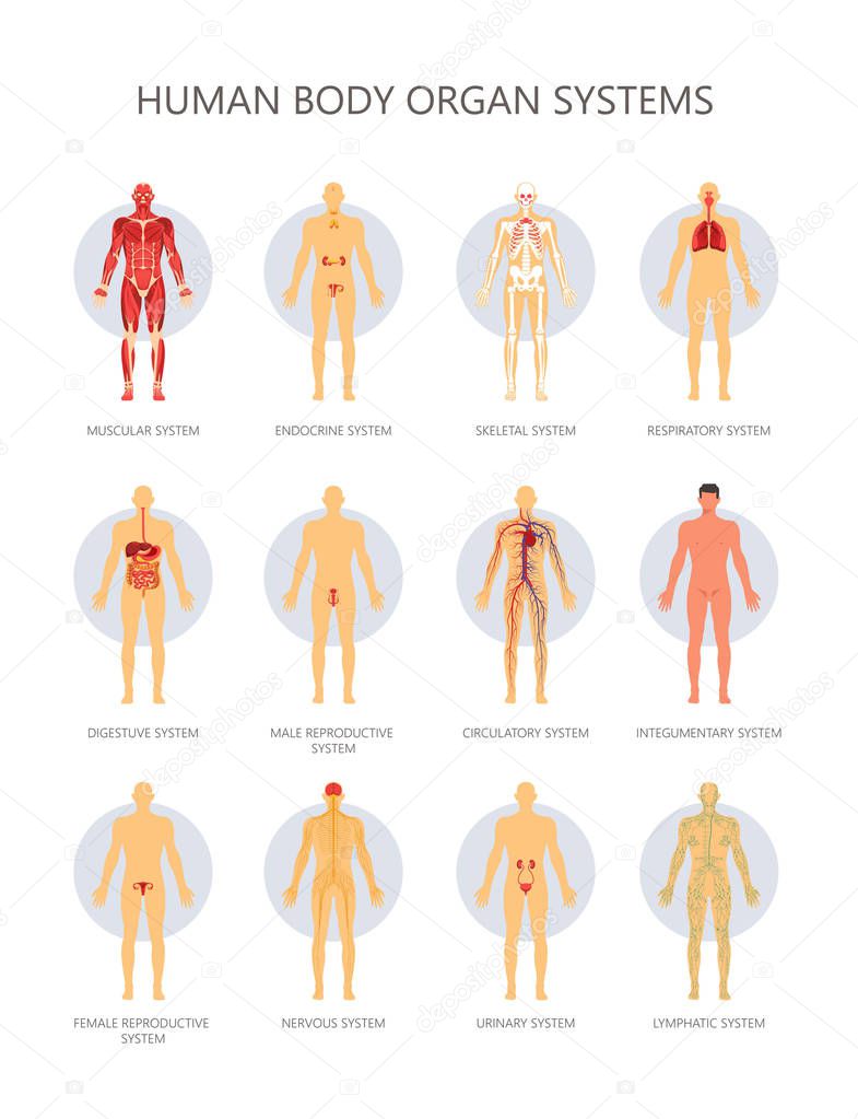 Human body biological organ systems medical infographic. Vector muscular, endocrine or skeletal and respiratory or reproductive and digestive male and female systems