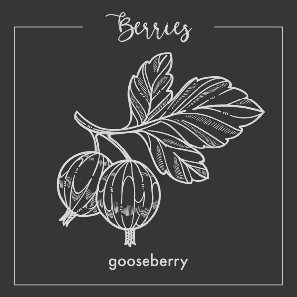 Egres Ágon Levelek Szépia Fekete Fehér Berry Vázlat — Stock Vector