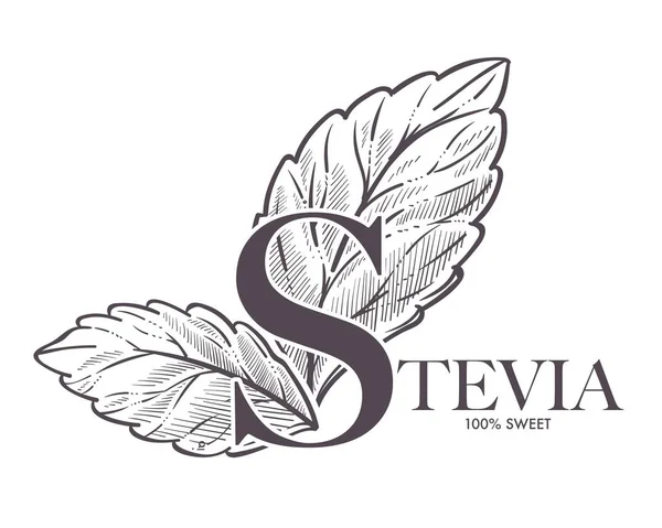 Stevia Naturligt Sötningsmedel Leaf Sätta Drink Cup Vektor Monokrom Skiss — Stock vektor