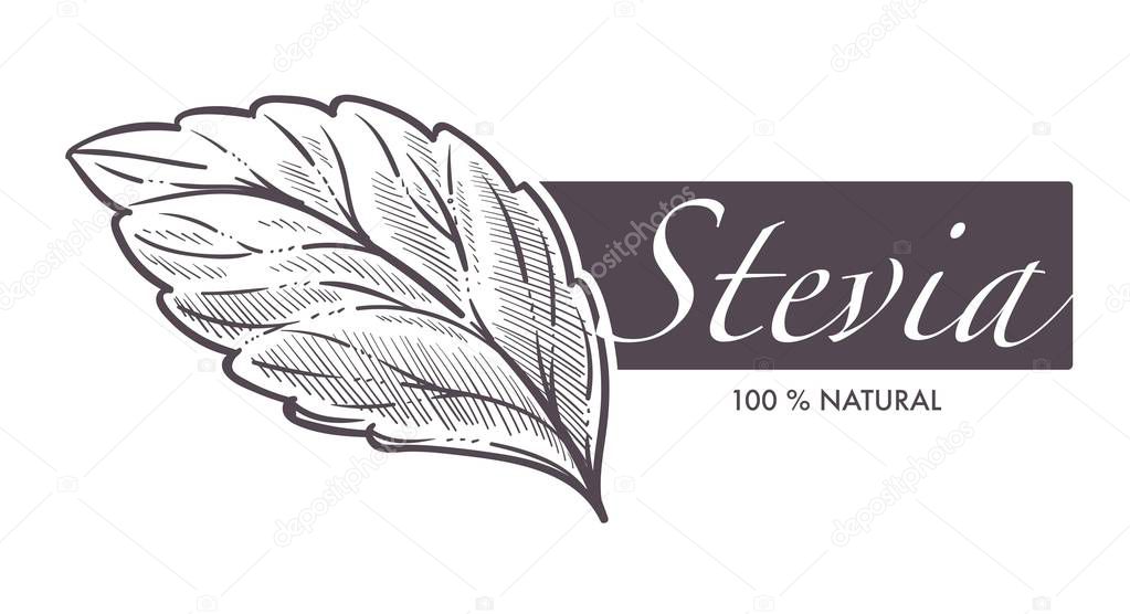 Stevia natural sweetener, leaf put in drink cup vector. Monochrome sketch outline with sweet substitute of sugar, tea beverage. Plant used to naturally increase sweetness of liquid poured in mug