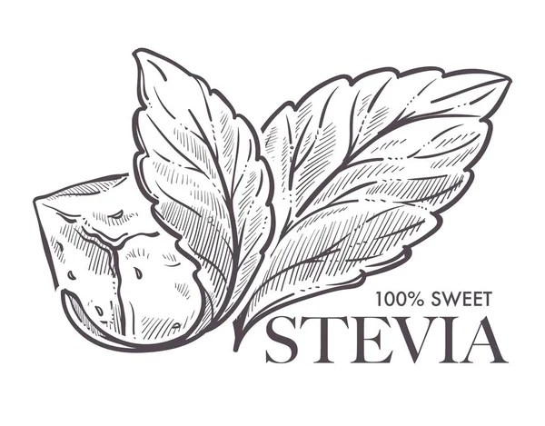 Stevia Leaves Cube 100 Sweet Stevia Lettering — Stock Vector