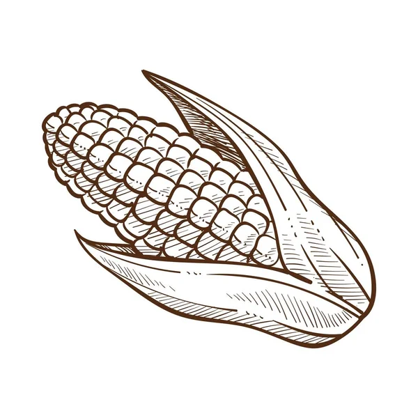 Skizze Grafische Zeichnung Eines Mais Mais Mit Blättern — Stockvektor