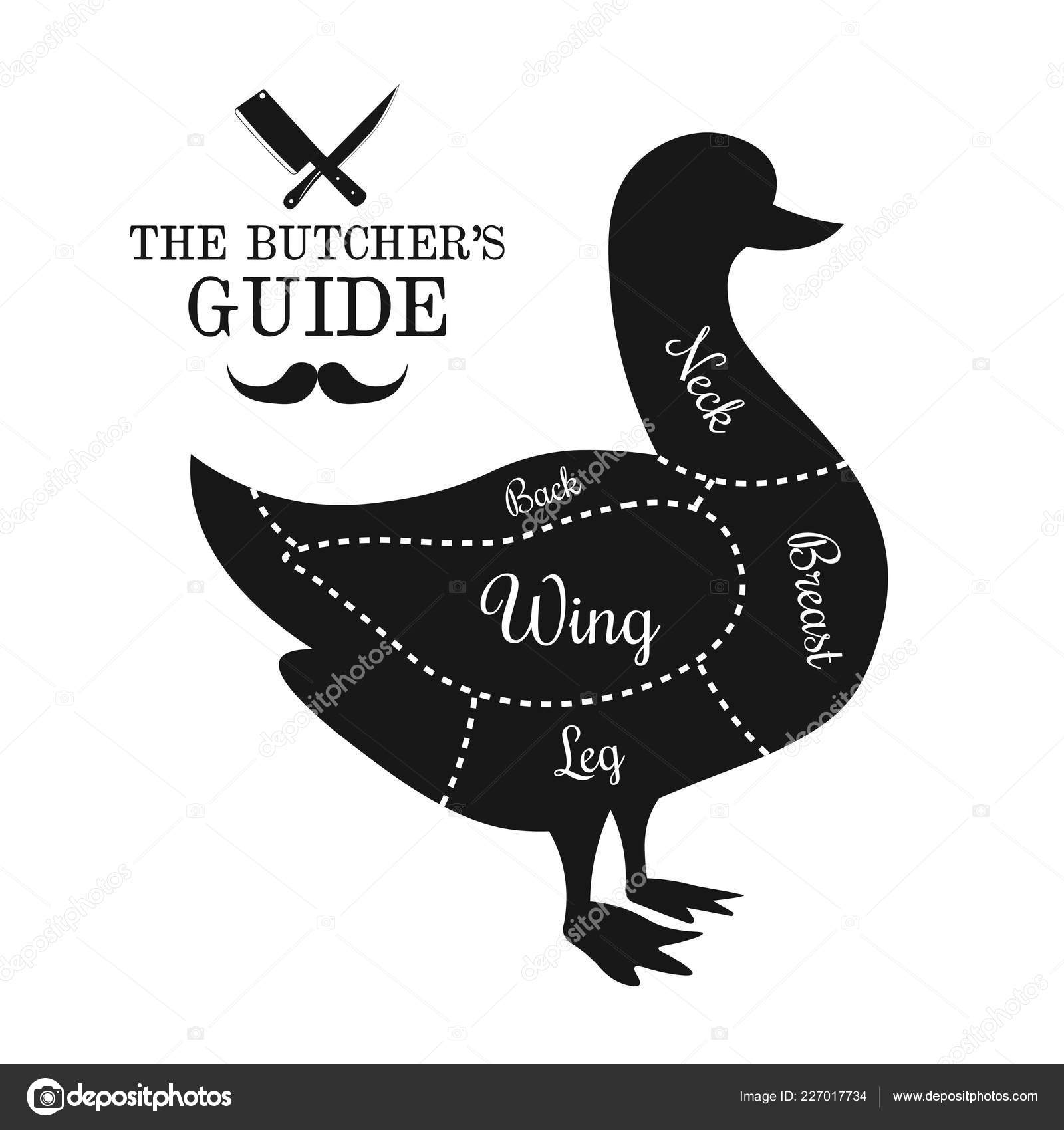 Duck Meat Cut Lines Diagram Vector Illustration Stock Vector by