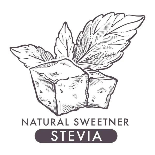 Stevia Natürlicher Süßstoff Skizze Mit Süßem Zuckerersatz — Stockvektor