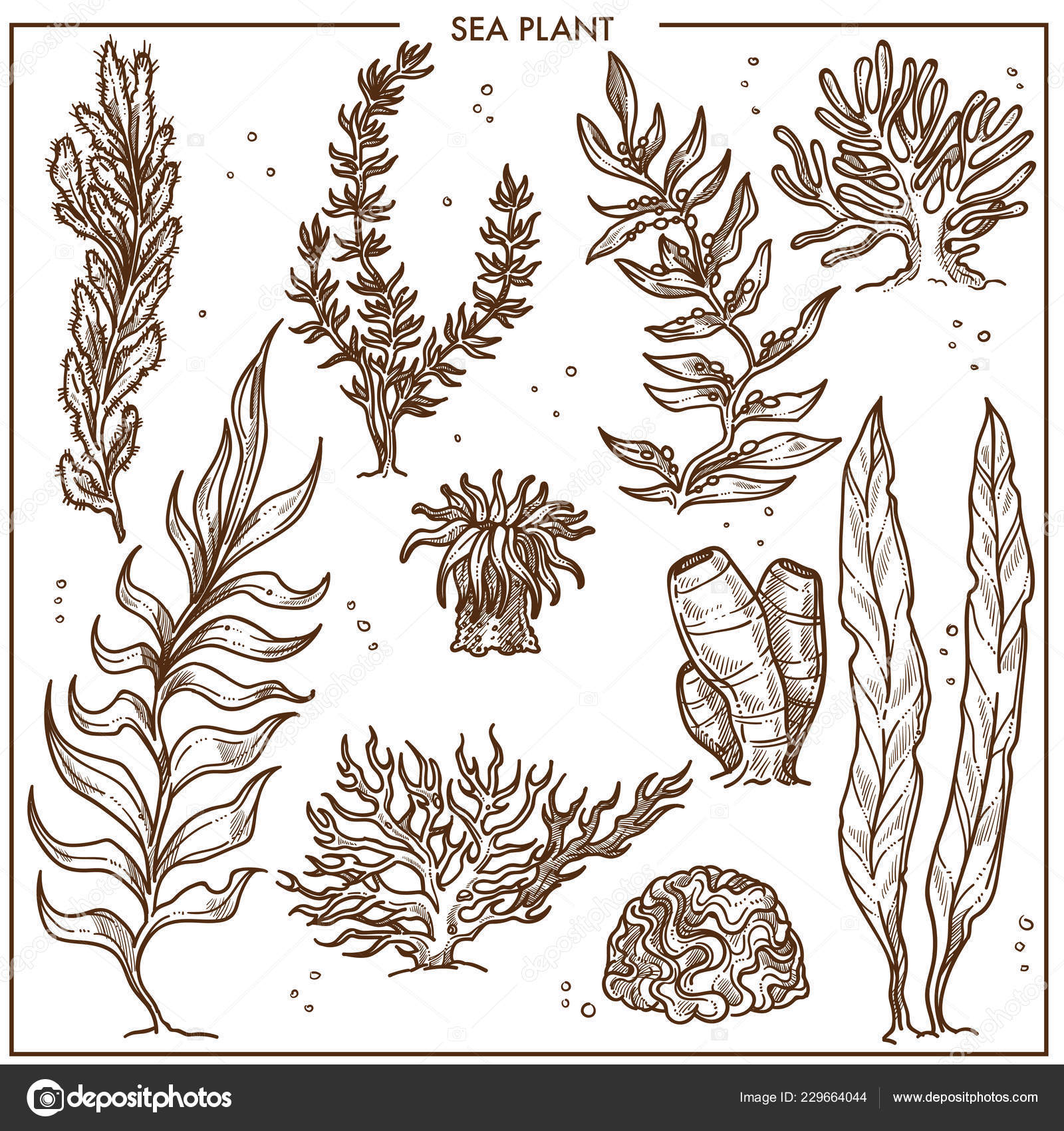 Водоросли ламинария вектор. Водоросли рисунок карандашом. Задание поиск в море водорослей. Водоросли эскиз. Стилизованные водоросли.
