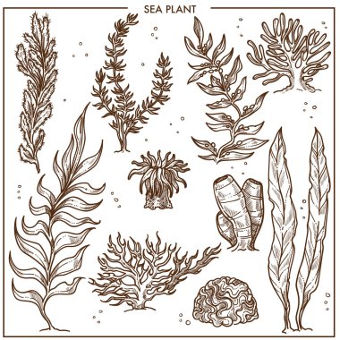 Deniz bitkiler uzun kaynaklanıyor izole karikatür tek renkli vektör resimler 