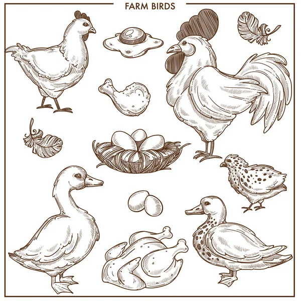 Сельскохозяйственные Птицы Небольшим Гнездом Свежими Яйцами Вареной Птицей Вектор — стоковый вектор