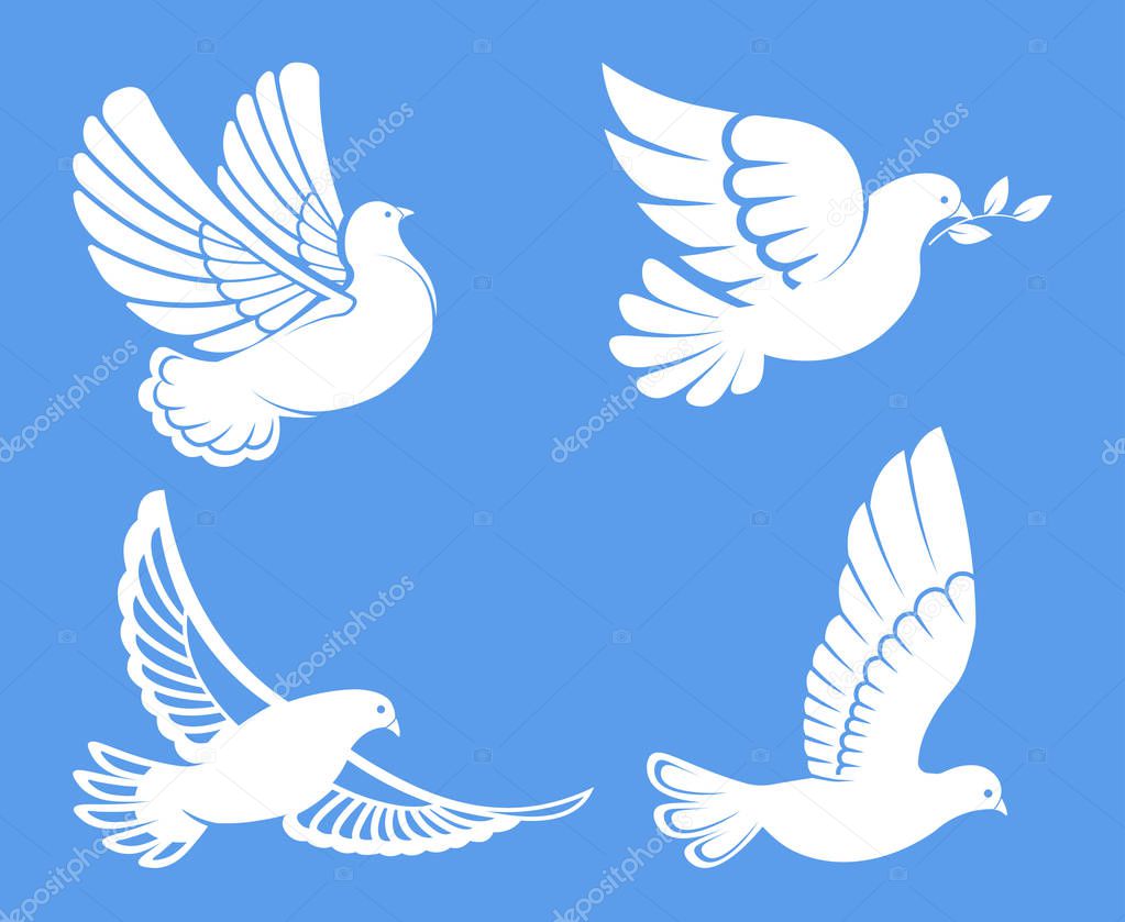 Pigeon or dove, white bird flying with spread wings in sky, Vector