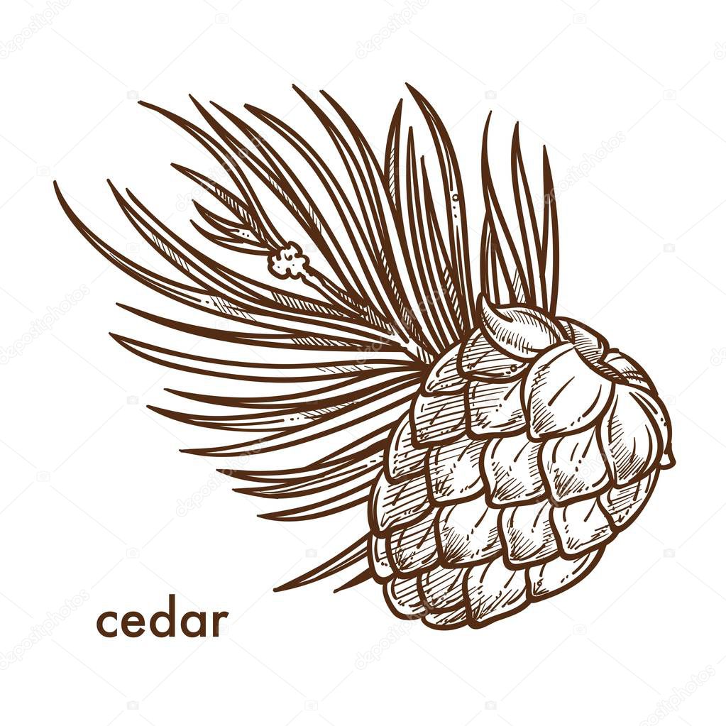 Cedar tree branch and cone, monochrome sketch outline isolated vector