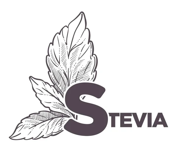 Stevia Natural Sweetener Monochrome Sketch Outline Vector — Stock Vector