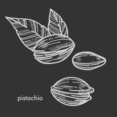 fıstık kabuğu yaprağı, tek renkli vektör çizim ile 