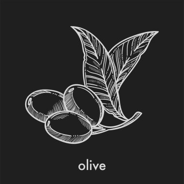 Zeytin yaprağı, tek renkli kroki ile küçük kök üzerinde