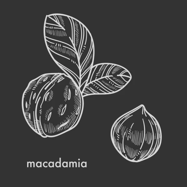 Noix Macadamia Entières Coquille Avec Feuilles Illustration Vectorielle Sur Fond — Image vectorielle