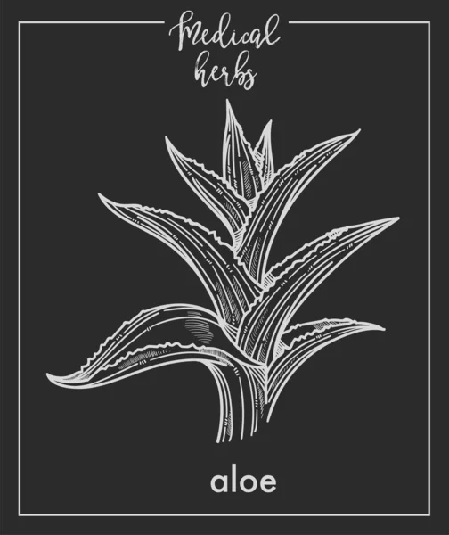 Aloe Botanical Design Ikone Vektor — Stockvektor