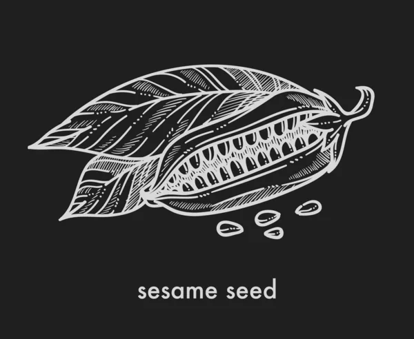 Semillas Sésamo Planta Madura Con Hojas Grandes Boceto Monocromo — Archivo Imágenes Vectoriales