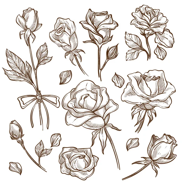 Blütenknospen Und Rosenblätter Isolierte Vektorskizzen — Stockvektor