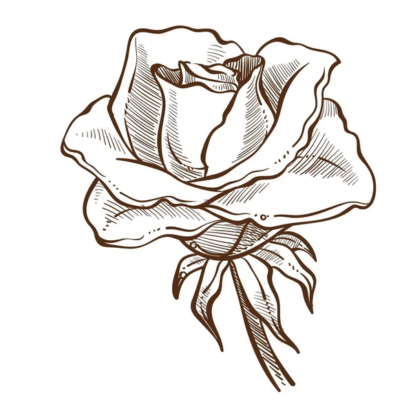 Bouton Fleur Rose Avec Pétales Isolé Monochrome Croquis Botanique Floristique — Image vectorielle
