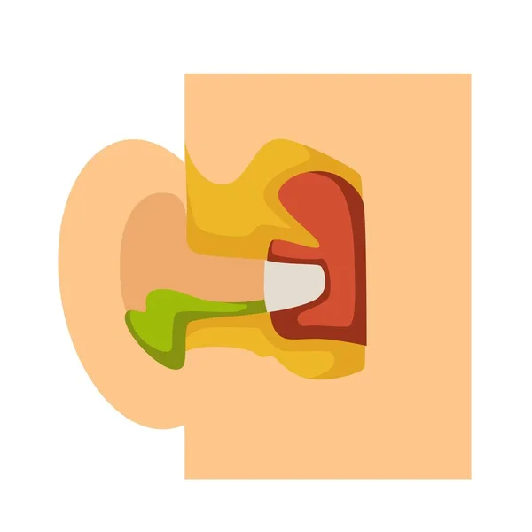 Anatomía Del Oído Otitis Pus Enfermedad Infecciosa Medicina Vector Dolor — Vector de stock