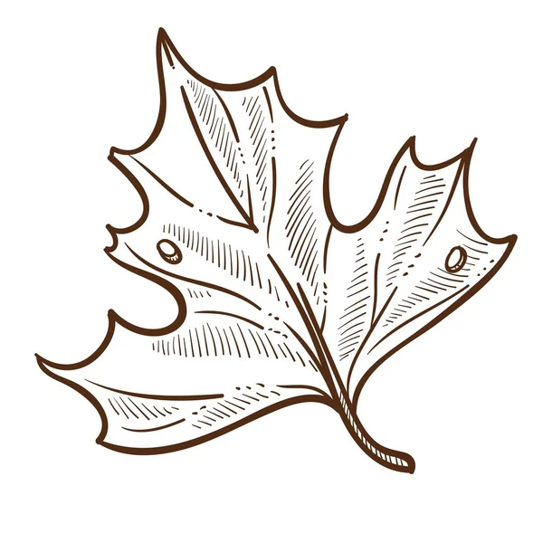 秋叶孤立素描自然秋天季节叶与雨滴湿植物单色绘制植物学和生物物种季节变化植被和环境天气降水 — 图库矢量图片