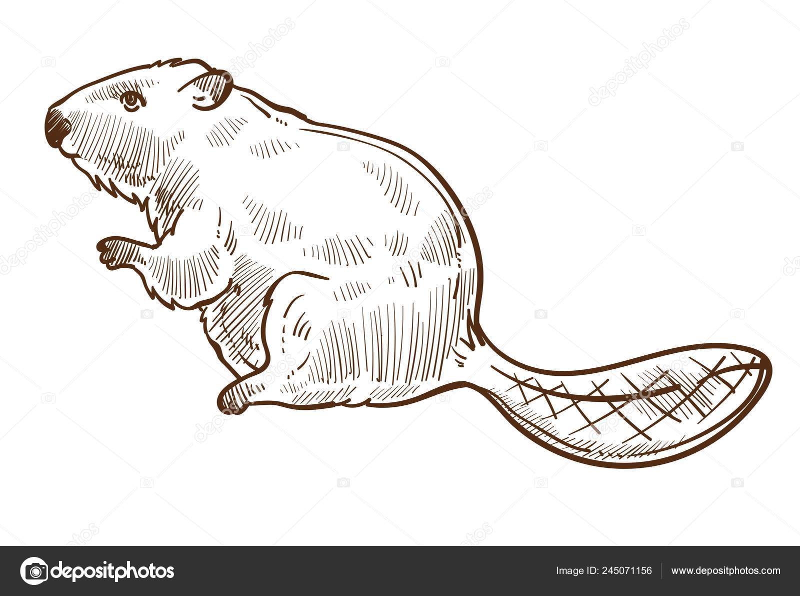 Image vectorielle Castor Sauvage Animal Forestier Croquis Isolé Espèce  Vectrice Mammifère Longue par ©Sonulkaster - 245071156, image size:1600x1191