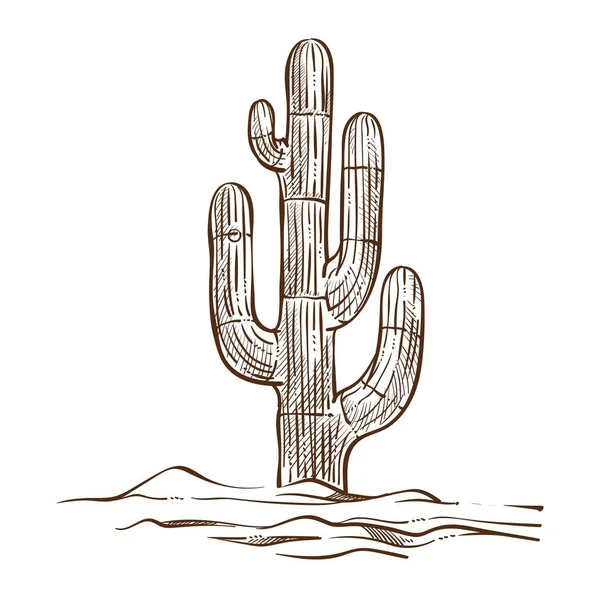 Plant Cactus Tree Desert Spikes Thorns Isolated Sketch Vector Mexican — 图库矢量图片