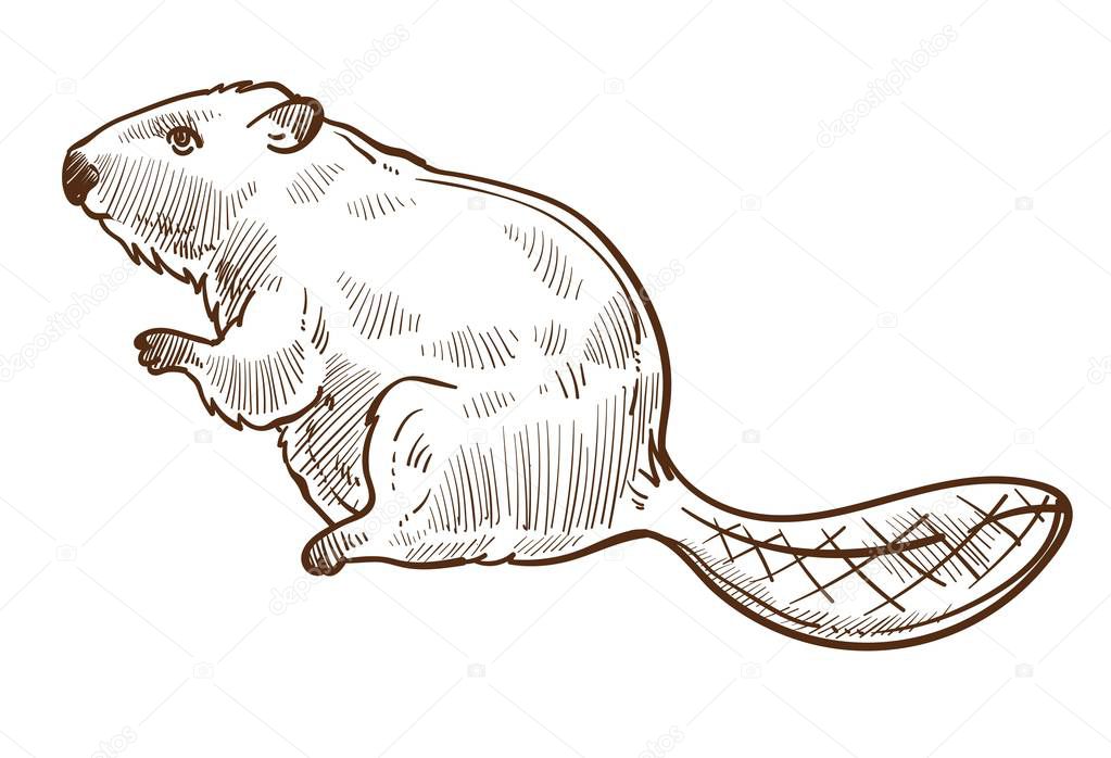 Wild beaver forest animal isolated sketch vector species mammal with long tail building dams rodent family hunting prey Canada symbol aquatic woods creature wildlife fauna representative fat body.