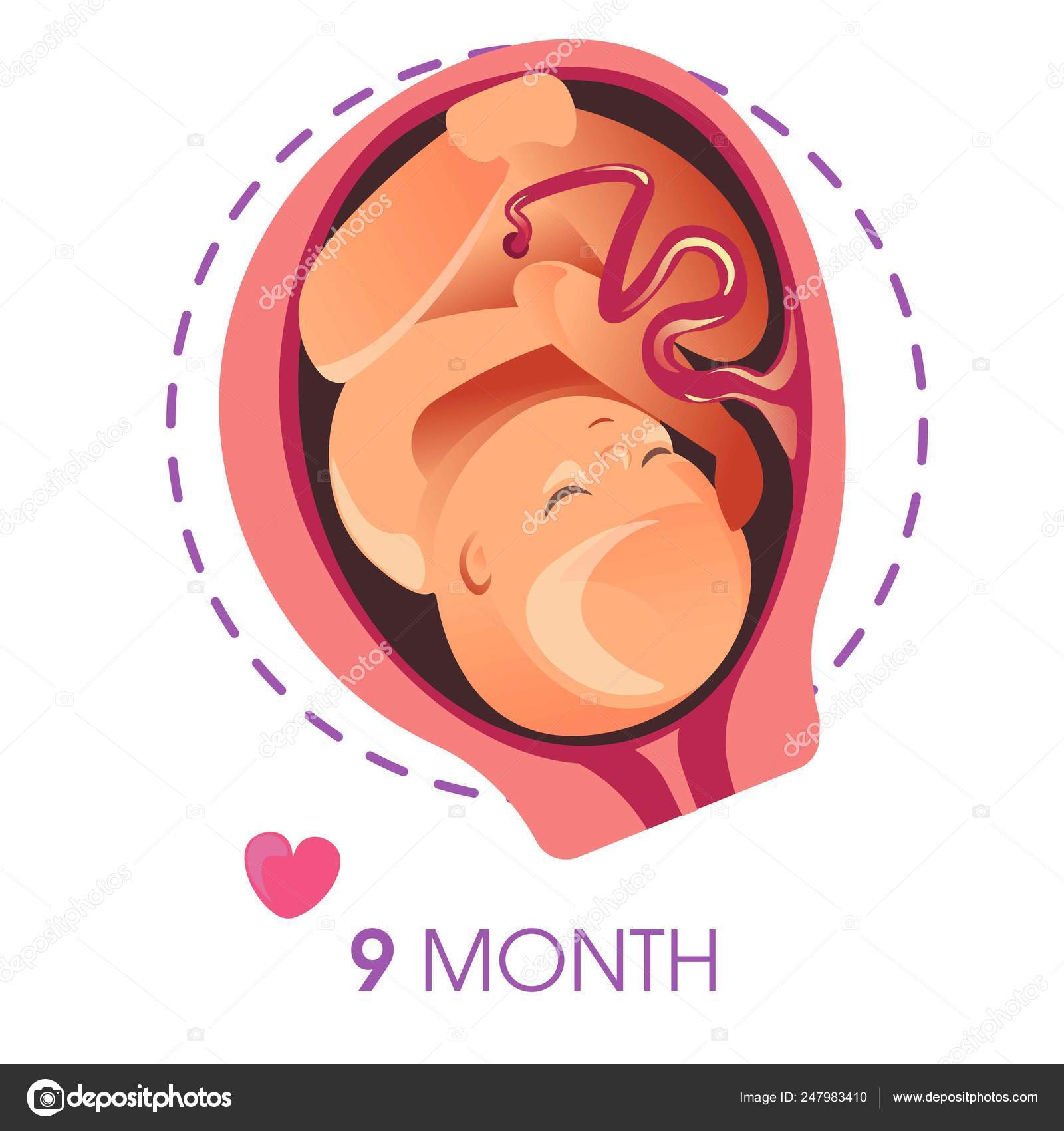 Pregnancy Stage Month Embryo Uterus Umbilical Cord Vector Unborn Baby Vector Image By C Sonulkaster Vector Stock Pregnancy Stage Month Embryo Uterus Umbilical Cord Vector Unborn Baby Vector Image By C Sonulkaster Vector Stock