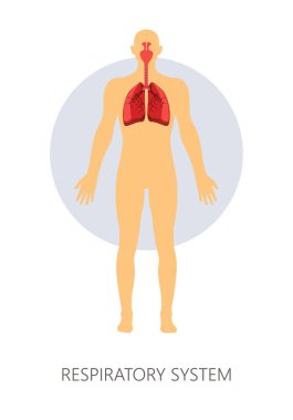 İnsan anatomisi vektör akciğerler solunum sistemi nefes izole ve trakea burnumdaki eti nefes ve nefes anatomik yapısı tıp ve sağlık solunum ve pulmoner sinüs nefes