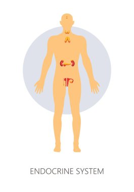Anatomi insan organlarını endokrin sistem izole vücut tıp vektör bezi ve pankreas böbrek ve genital organları rahim ve testis hormonları salgılanmasını sağlık ve tedavi anatomik yapısı.