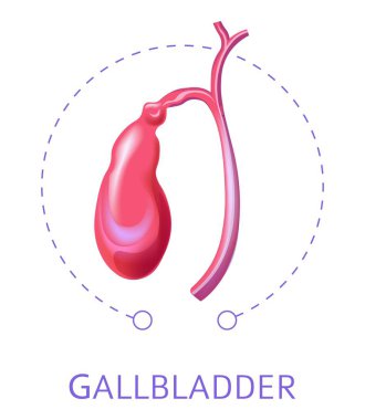 Gallbladder internal body organ isolated icon digestive system element vector healthy or normal anatomical structure biology or medicine and healthcare abdominal area nutrition and metabolism clipart