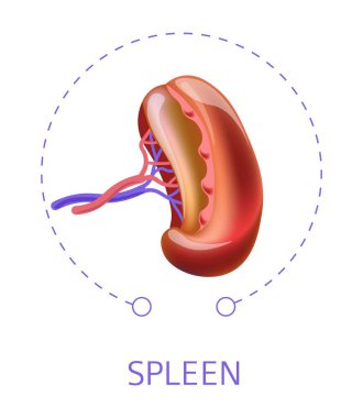 İç vücut organ dalak izole simge vektör tıp ve sağlık anatomi gastrointestinal sistem mide funstion sindirim damarları ve arterler insan iç yapısı mide alanı öğesi