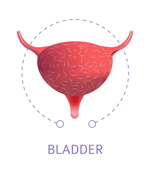 Bexiga Órgãos Internos Ícone Isolado Anatomia Sistema Urinário Ureter Fisiologia —  Vetores de Stock