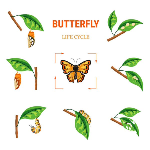 Личинка превращается в бабочку-насекомого векторной биологии жизненного цикла и эволюции гусеницу стадии и кокон яйца и личинки летающего жука с яркими крыльями ветви с листьями монарха
.
