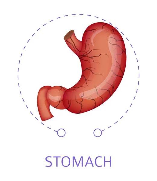 内脏胃隔离图标消化系统媒介消化和消化系统机体物理结构饮食药物和保健腹部正常或健康状况生理 — 图库矢量图片