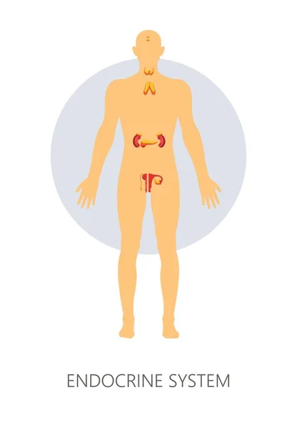 Anatomie Menschliche Organe Endokrines System Isolierte Körper Medizin Vektordrüse Und — Stockvektor