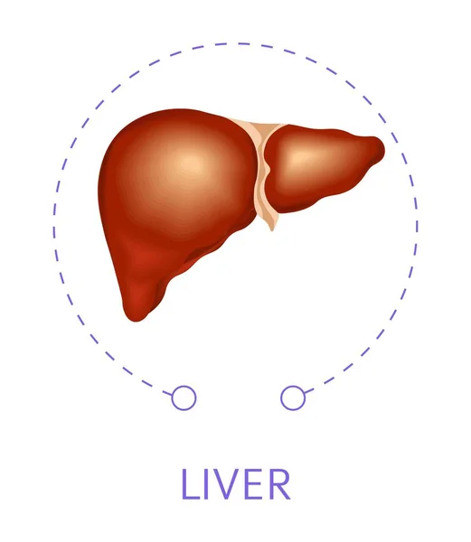 Vnitřní Tělo Orgánů Játra Samostatný Ikonu Anatomie Vektorové Trávicí Systém — Stockový vektor