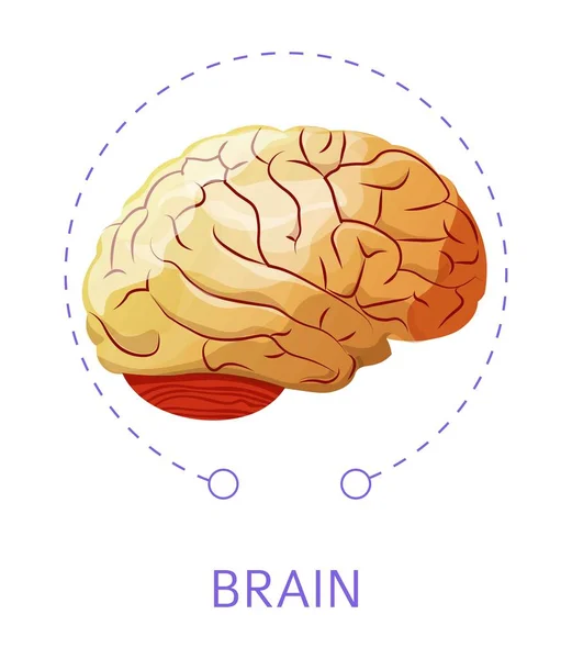 Inre Cerebral Organ Hjärnan Isolerade Ikonen Nervsystemet Vektor Människans Anatomi — Stock vektor