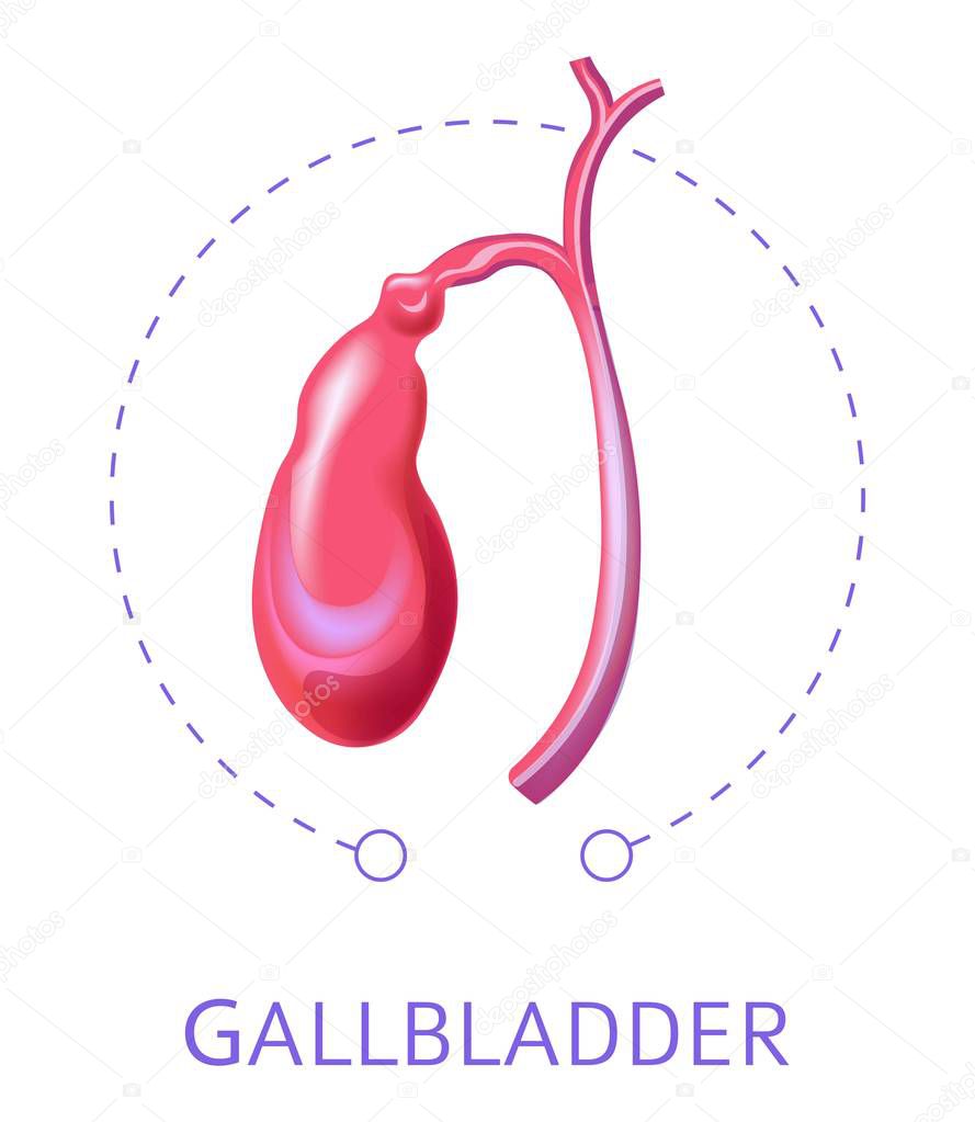 Gallbladder internal body organ isolated icon digestive system element vector healthy or normal anatomical structure biology or medicine and healthcare abdominal area nutrition and metabolism