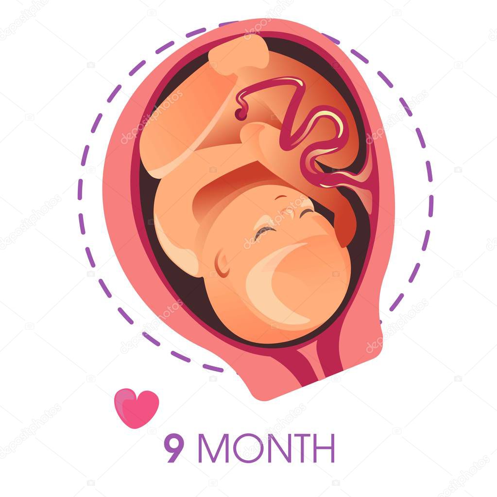Pregnancy stage 9 month embryo in uterus with umbilical cord vector unborn baby growth fetus development human being evolution motherhood trimester medicine and health calendar female reproduction.
