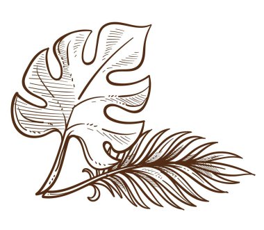 Palmiye yaprağı izole kroki egzotik bitki tropikal türleri