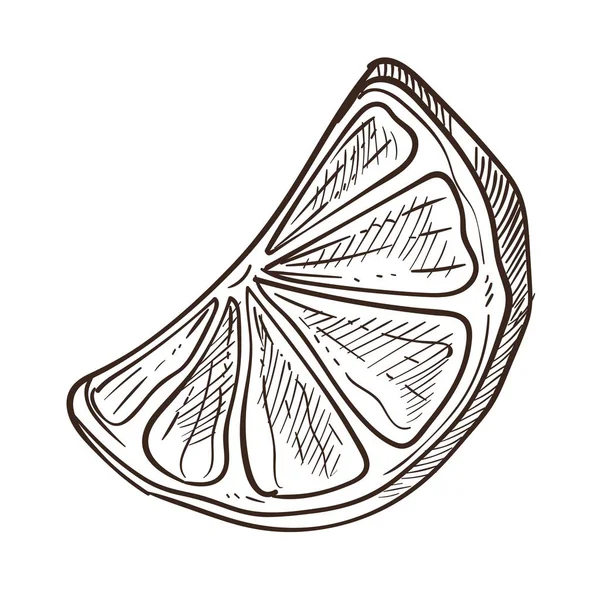 Limón rebanada té ingrediente fruta pieza aislado boceto — Archivo Imágenes Vectoriales