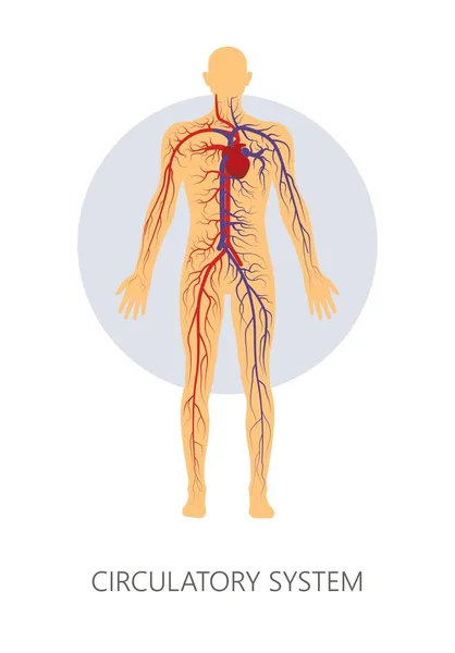 Circulatory system geïsoleerde menselijke anatomie aderen en vaartuigen — Stockvector