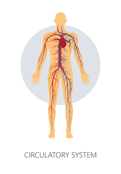 Cirkulationssystemet isolerad människans anatomi venerna och fartyg — Stock vektor
